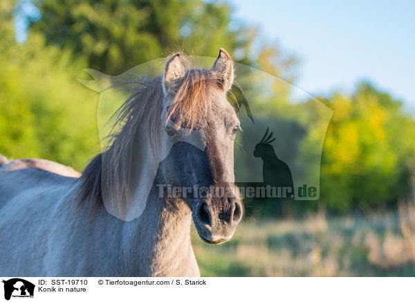 Konik in nature / SST-19710