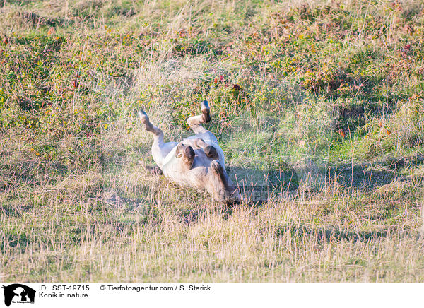 Konik in nature / SST-19715