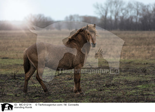 stehendes Konik / standing Konik / MC-01214