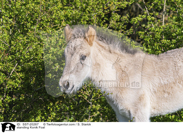 standing Konik Foal / SST-20267