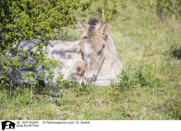 lying Konik Foal / SST-20280