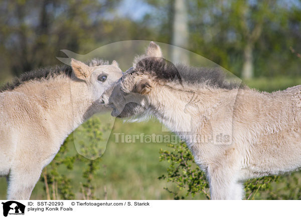 playing Konik Foals / SST-20293