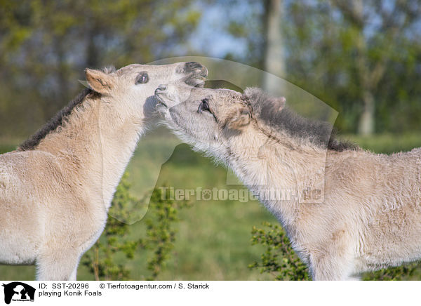 spielende Konik Fohlen / playing Konik Foals / SST-20296