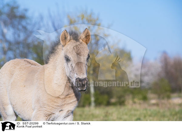Konik Foal portrait / SST-20299