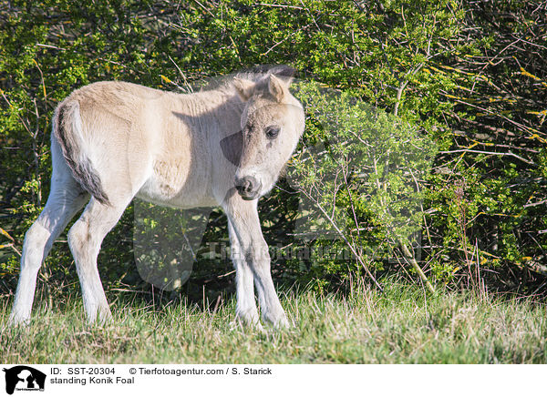 standing Konik Foal / SST-20304