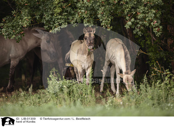 herd of Koniks / LIB-01309