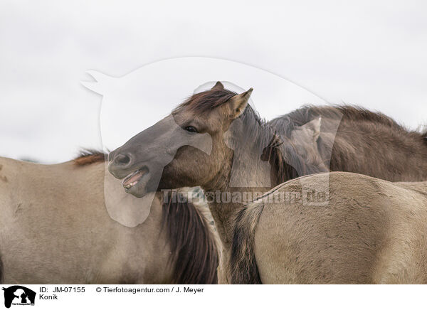 Konik / JM-07155
