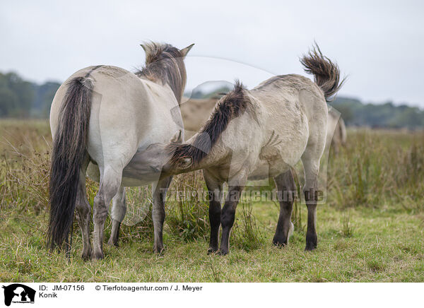 Konik / JM-07156