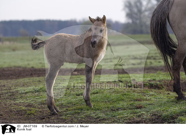 Konik Fohlen / Konik foal / JM-07169