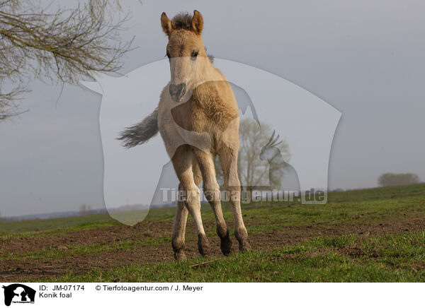 Konik foal / JM-07174