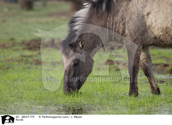 Konik / Konik / JM-07179