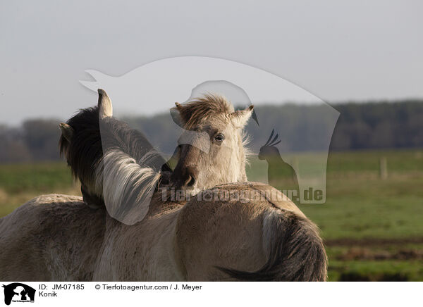 Konik / JM-07185