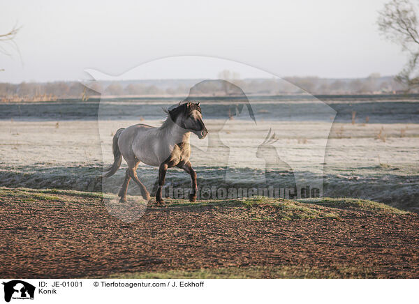 Konik / JE-01001