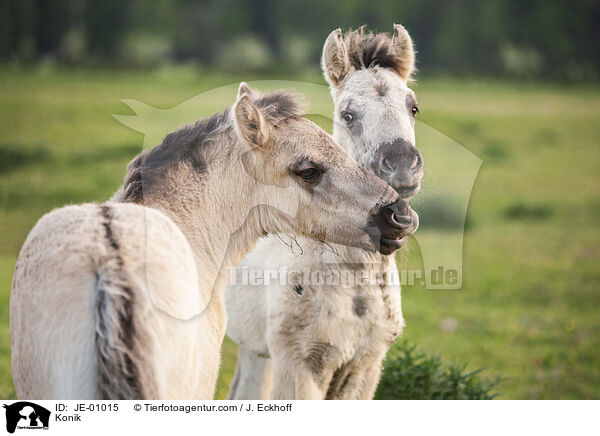 Konik / JE-01015
