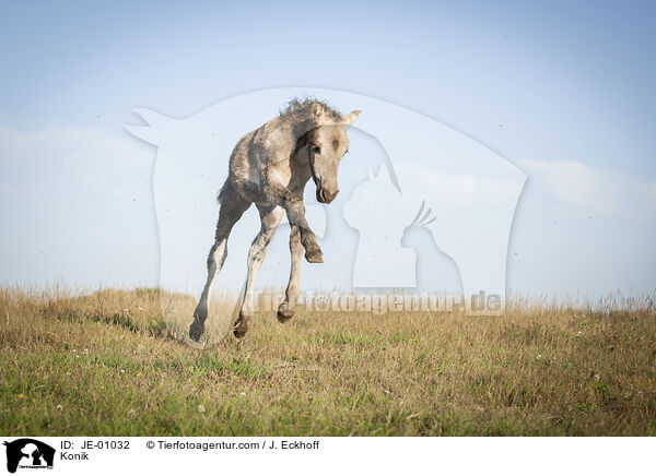 Konik / JE-01032