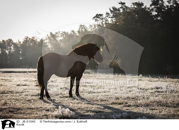 Konik / JE-01040