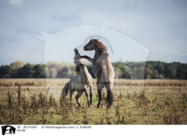 Konik / JE-01043