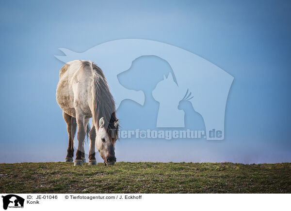 Konik / JE-01046