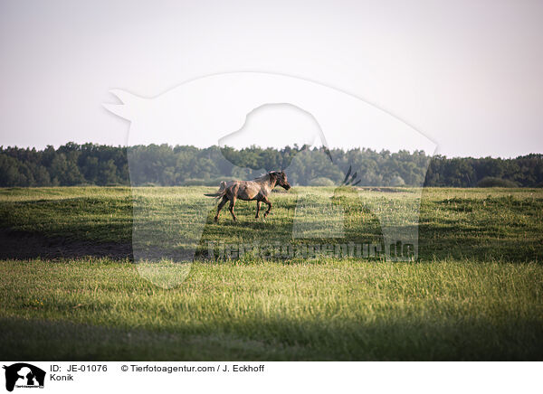 Konik / JE-01076