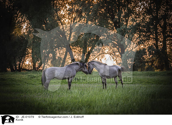 Konik / JE-01079