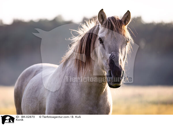 Konik / BK-02870