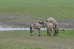 horses
