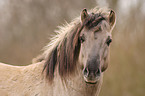 Konik Portrait