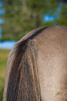 Konik tail