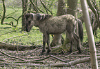 Konik