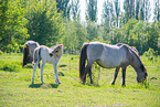 Konik foal