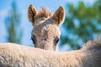 Konik foal