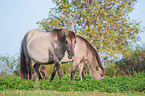 Konik