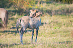standing Konik
