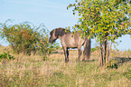 standing Konik