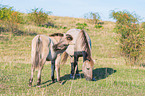 standing Konik