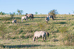 standing Konik