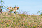 standing Konik