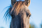 Konik portait