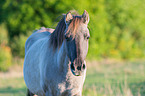 Konik in nature