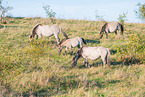 standing Konik
