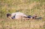 lying Konik