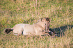 lying Konik