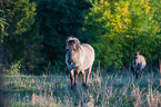 Konik
