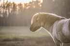 Konik portrait