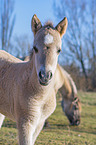 standing Koniks