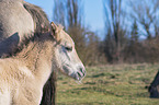 Koniks portrait