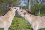 playing Konik Foals