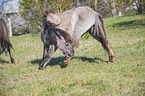 standing Koniks