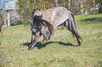 standing Koniks