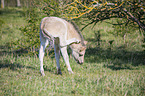 standing Konik Foal